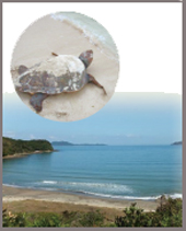 恋の浦はウミガメが産卵する海辺でもあります。